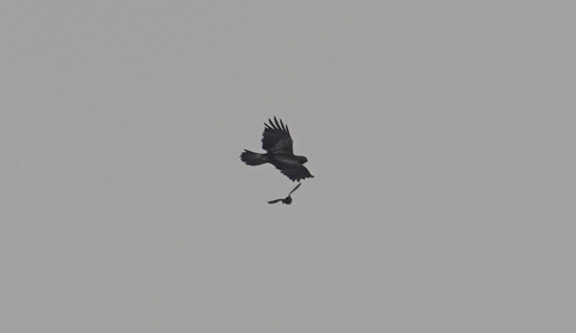 Booted Eagle - ML630471881