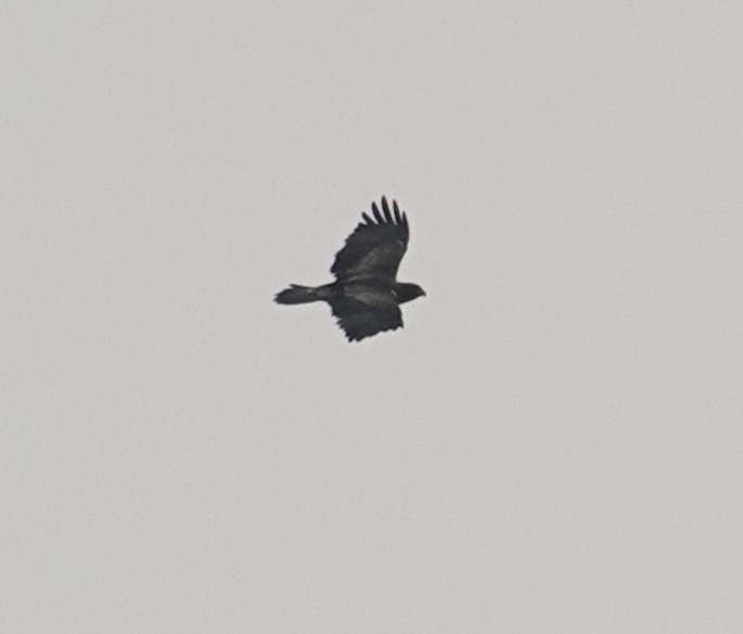 Booted Eagle - ML630471882