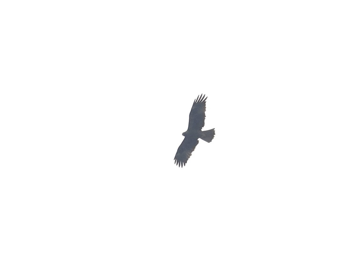 Booted Eagle - ML630471883