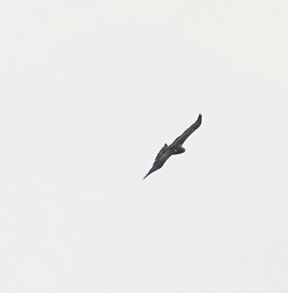 Booted Eagle - ML630471884