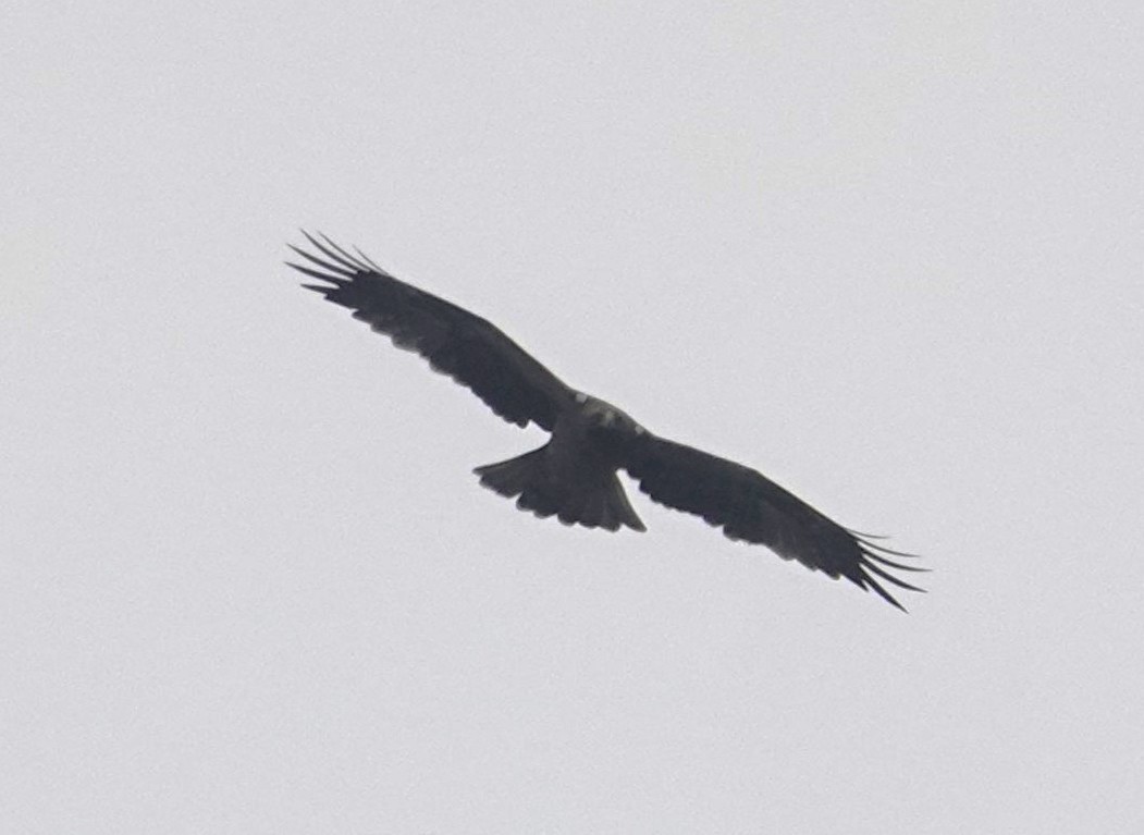 Booted Eagle - ML630471885