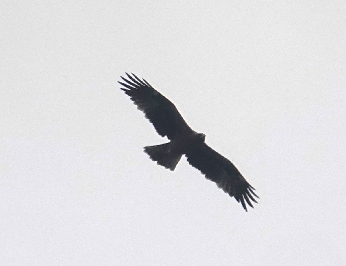 Booted Eagle - ML630471886