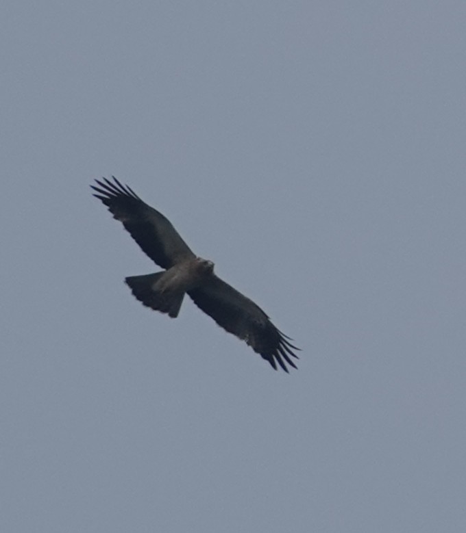 Booted Eagle - ML630471887