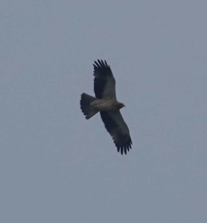 Booted Eagle - ML630471888