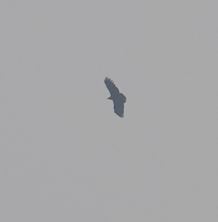 Greater Spotted Eagle - ML630471987