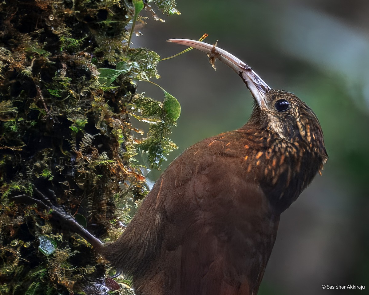 Greater Scythebill - ML630472021