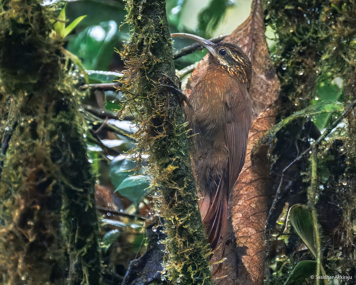 Greater Scythebill - ML630472022