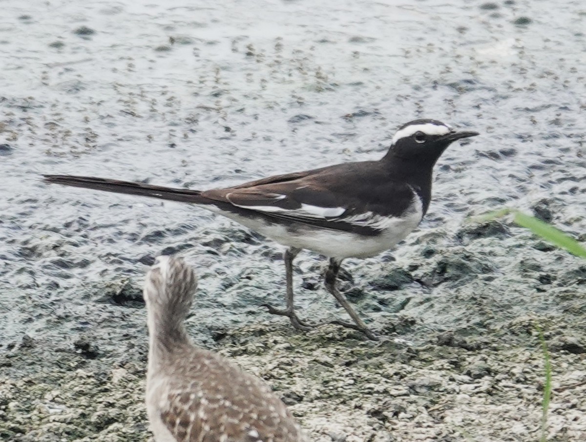 White-browed Wagtail - ML630472034