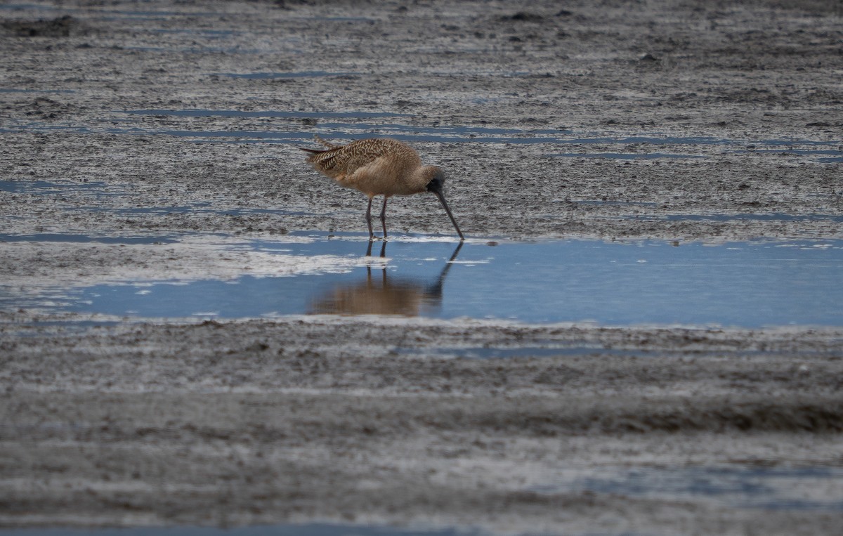 Marbled Godwit - ML630472314