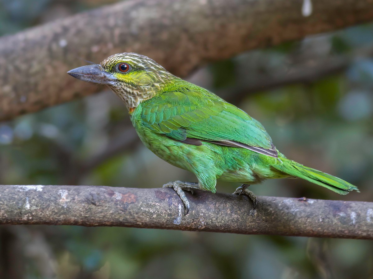 ミミアオゴシキドリ - eBird