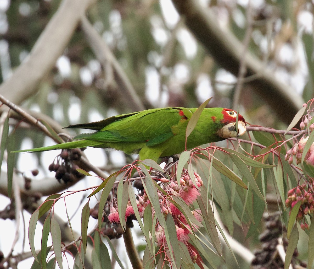 Red-masked Parakeet - ML630472509