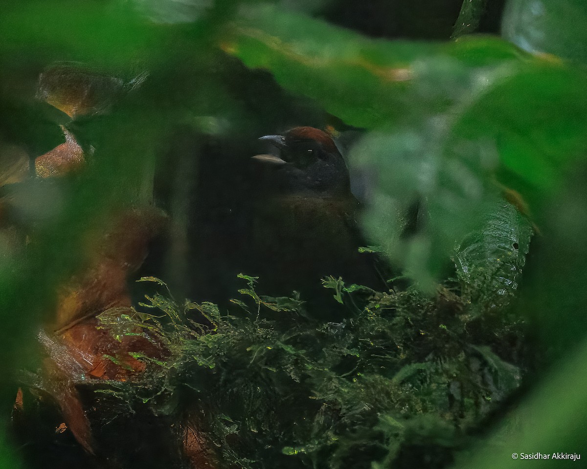 Olive Finch - ML630472530