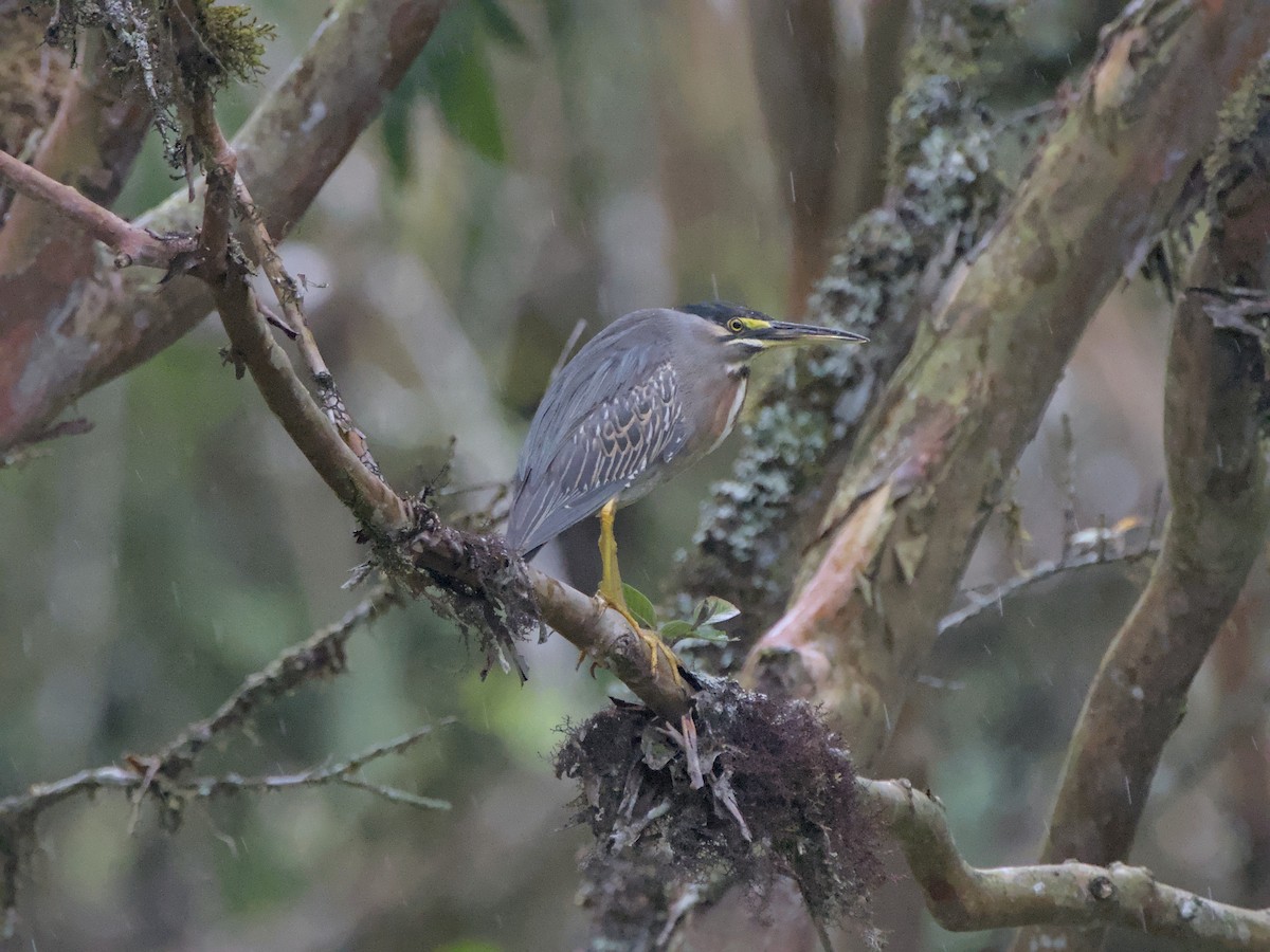 Striated Heron - ML630472747