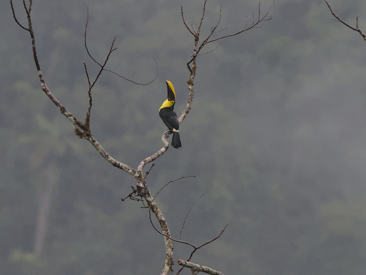 Toucan du Choco - ML630472774