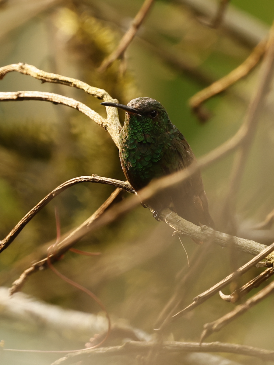 Green-bellied Hummingbird - Sam Buttrick