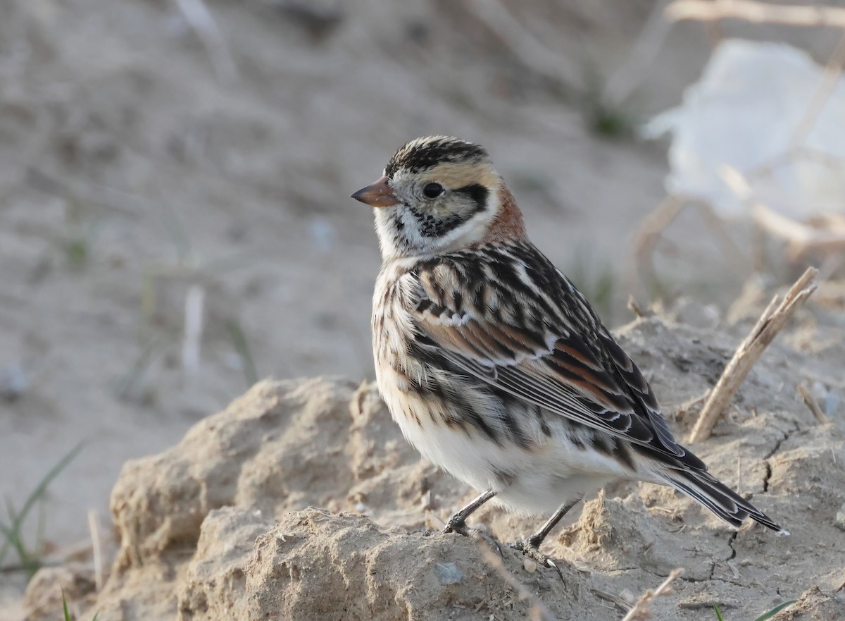 Lapland Longspur - ML630472803