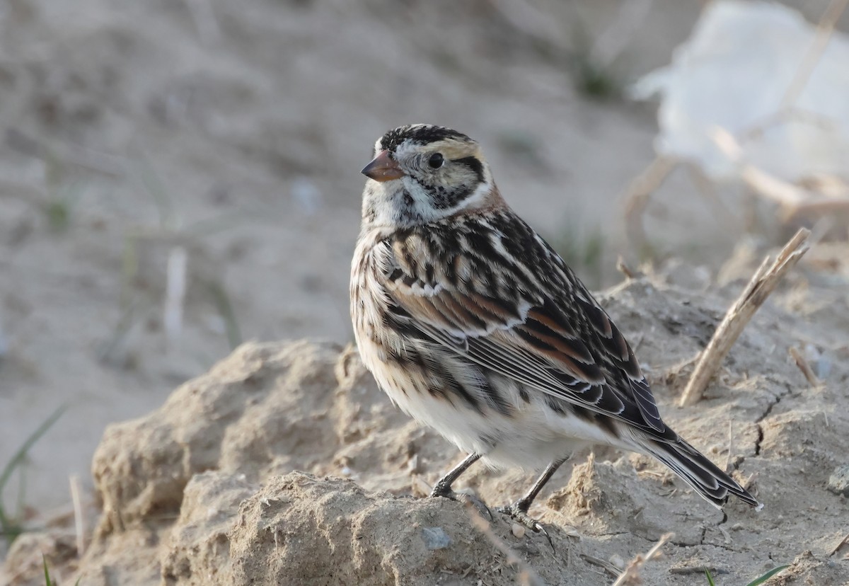 Lapland Longspur - ML630472804