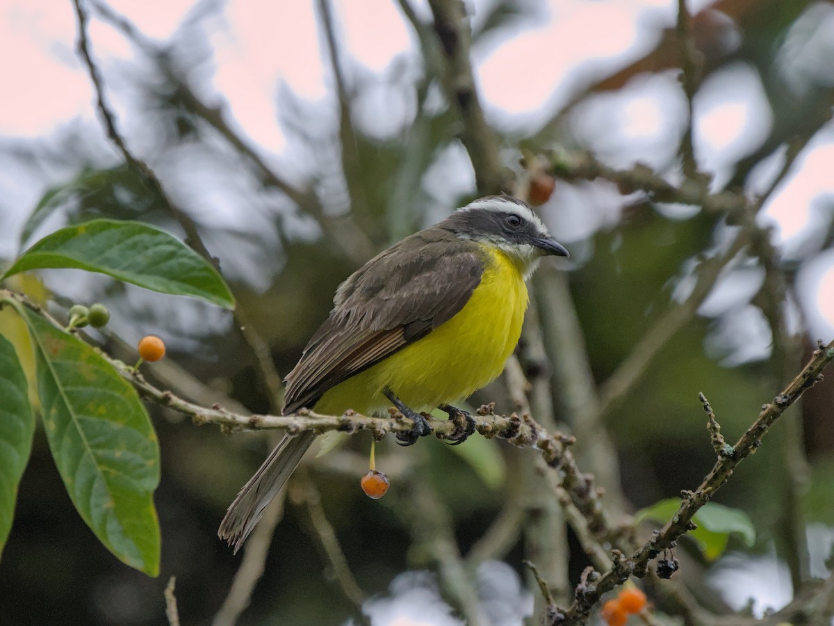 Rusty-margined Flycatcher - ML630472998