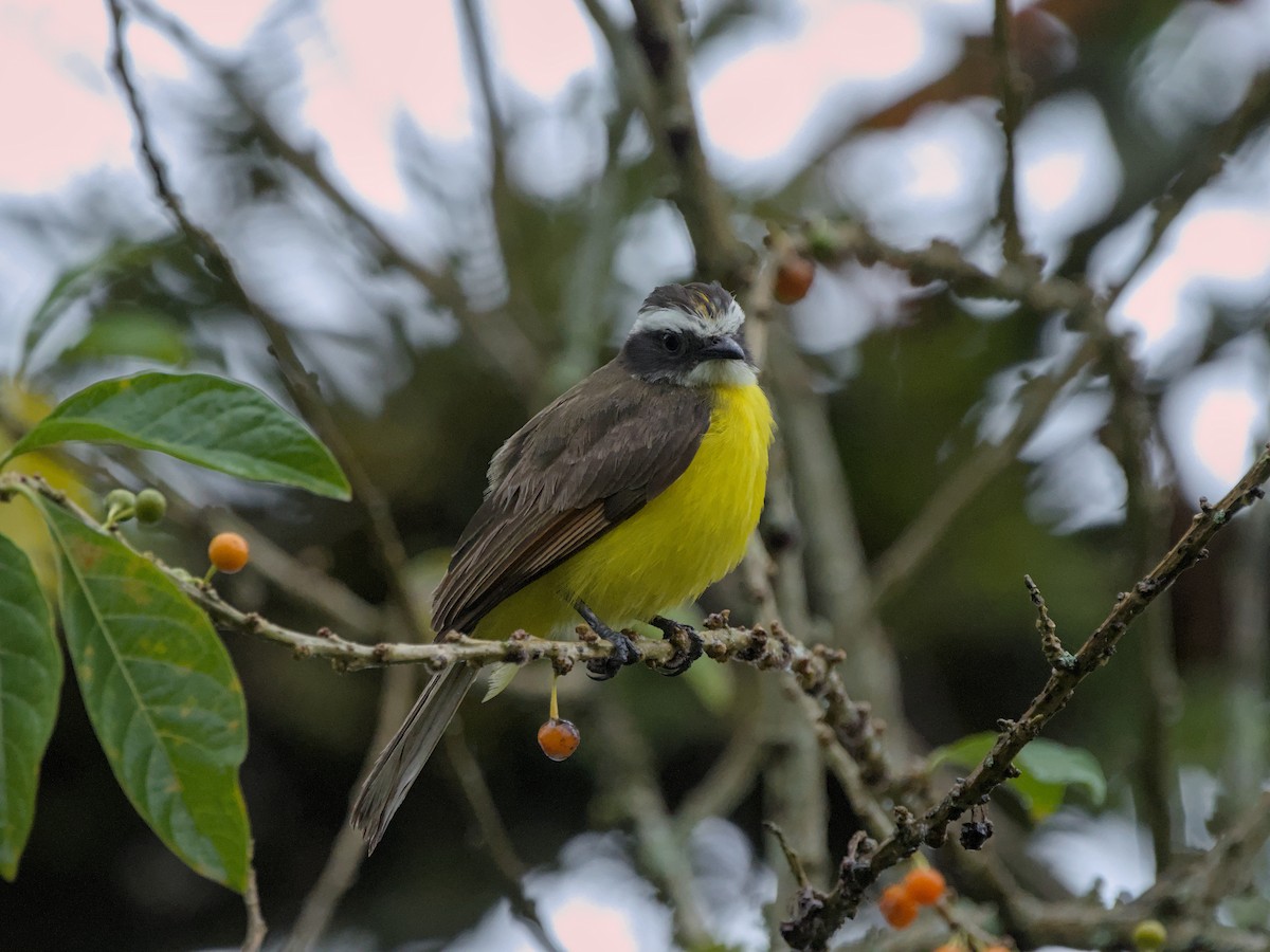 Rusty-margined Flycatcher - ML630472999