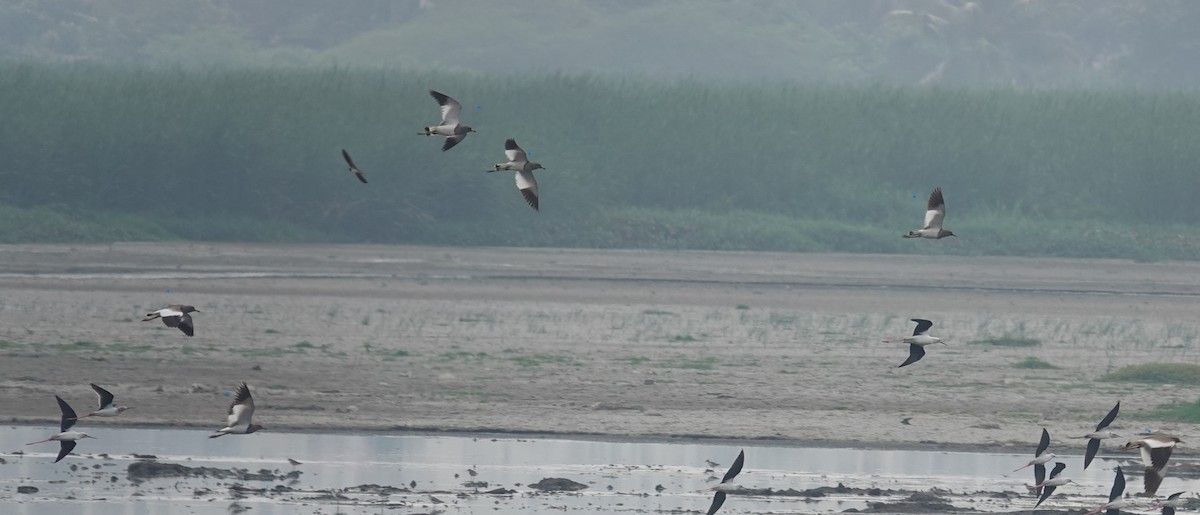 Gray-headed Lapwing - ML630473001