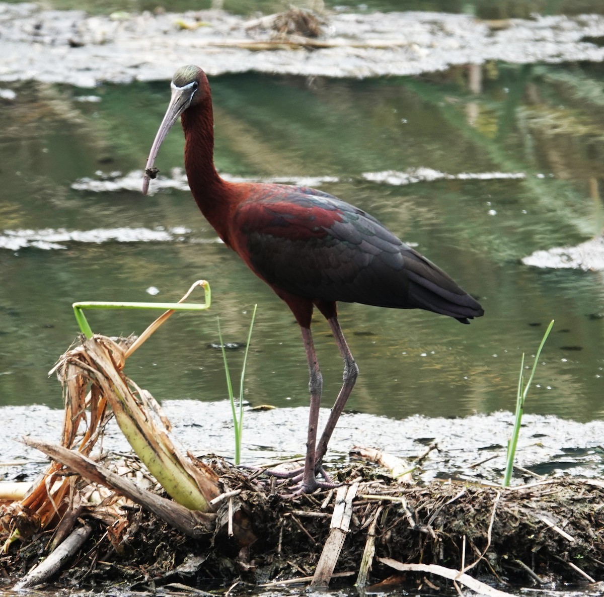 Glossy Ibis - ML630473016