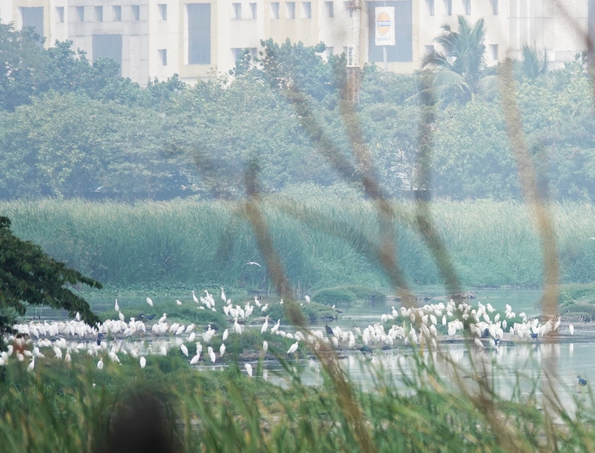 Eastern Cattle-Egret - ML630473054