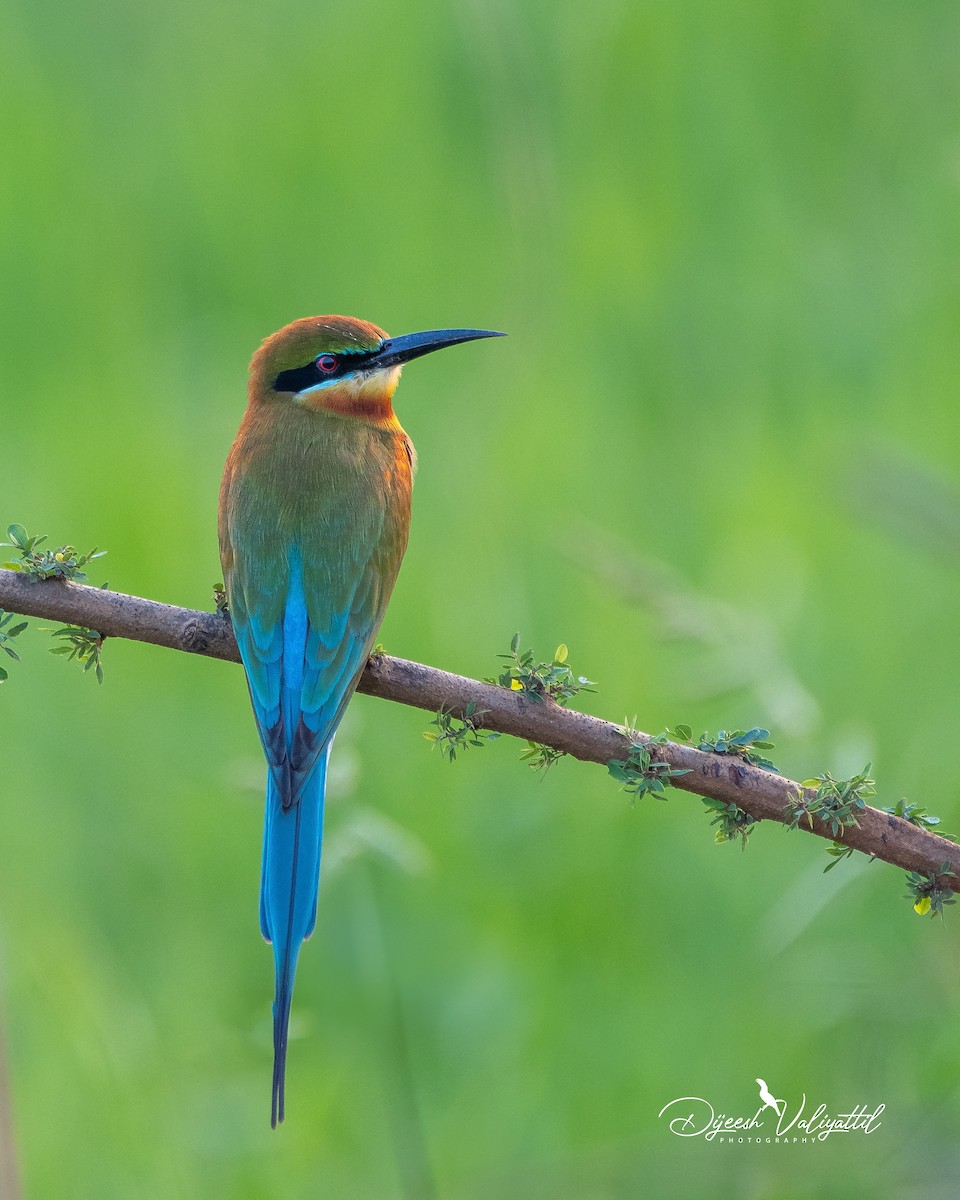 Blue-tailed Bee-eater - ML630473122