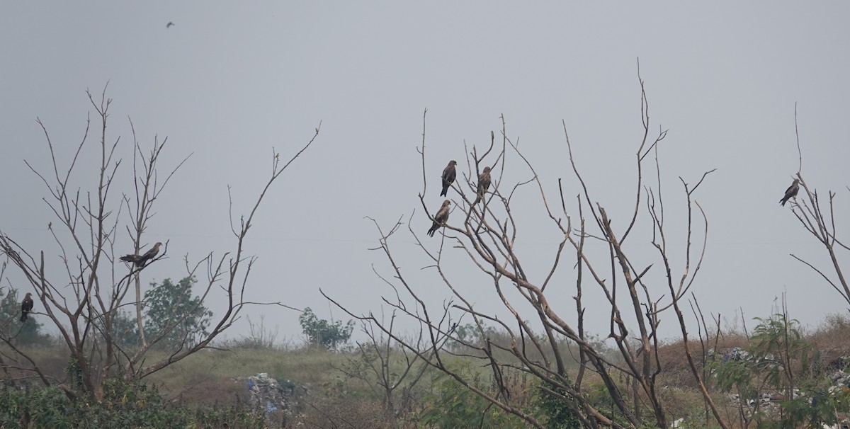 Black Kite - ML630473237