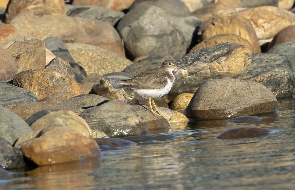 ביצנית נקודה - ML630473381