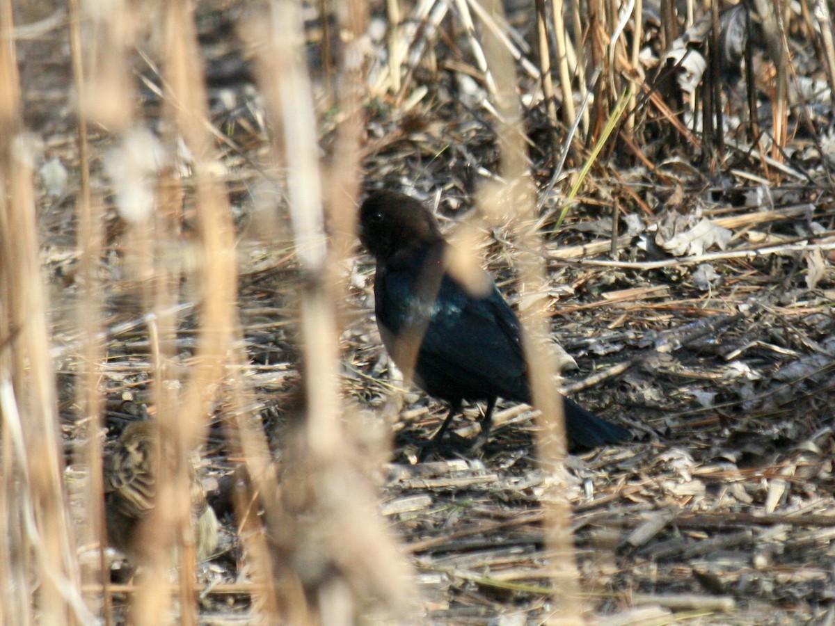 Brown-headed Cowbird - ML630473538
