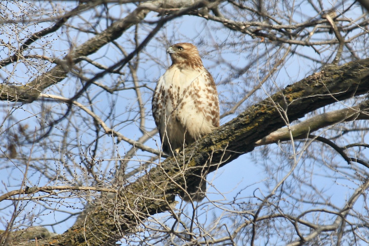 Red-tailed Hawk - ML630473555