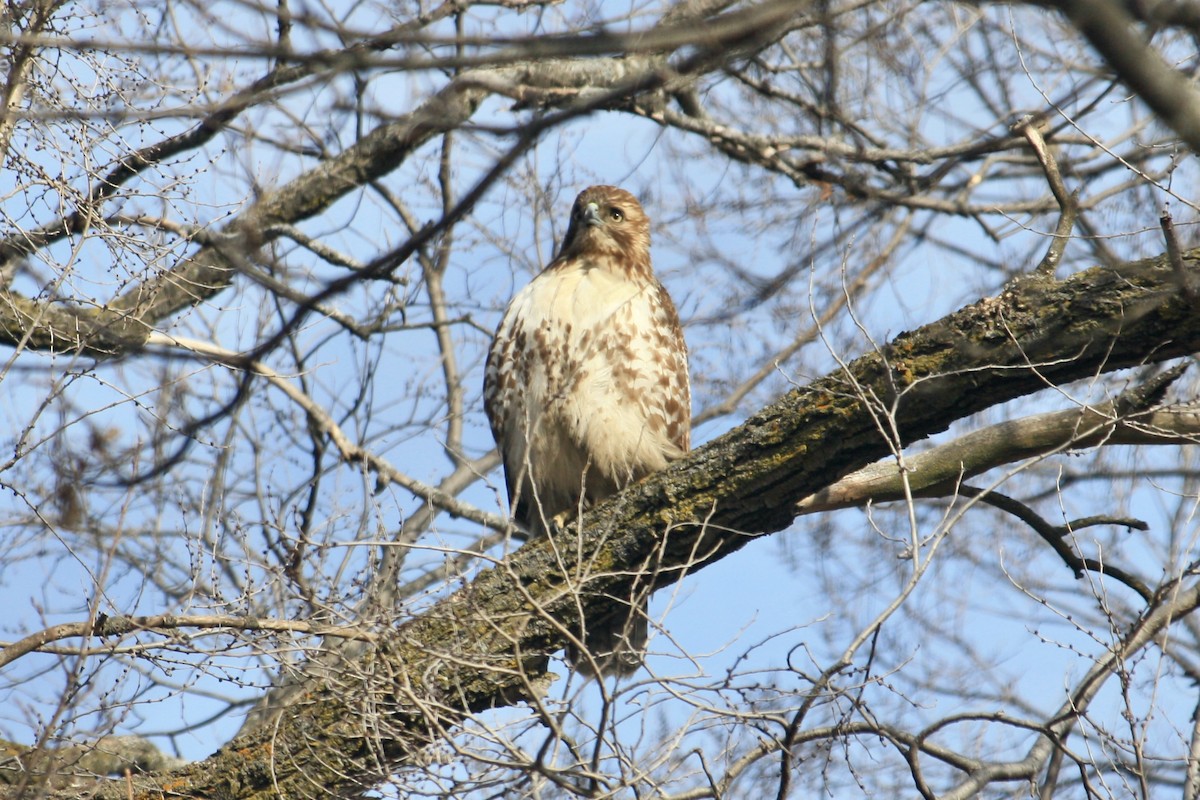 Red-tailed Hawk - ML630473556