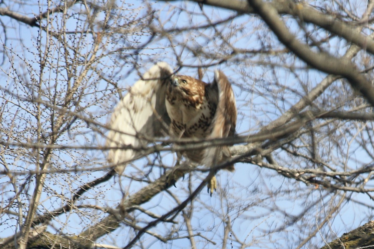 Red-tailed Hawk - ML630473557