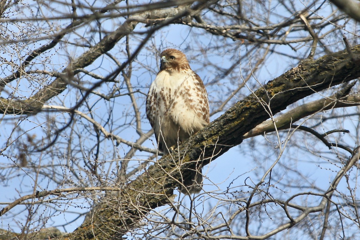 Red-tailed Hawk - ML630473558
