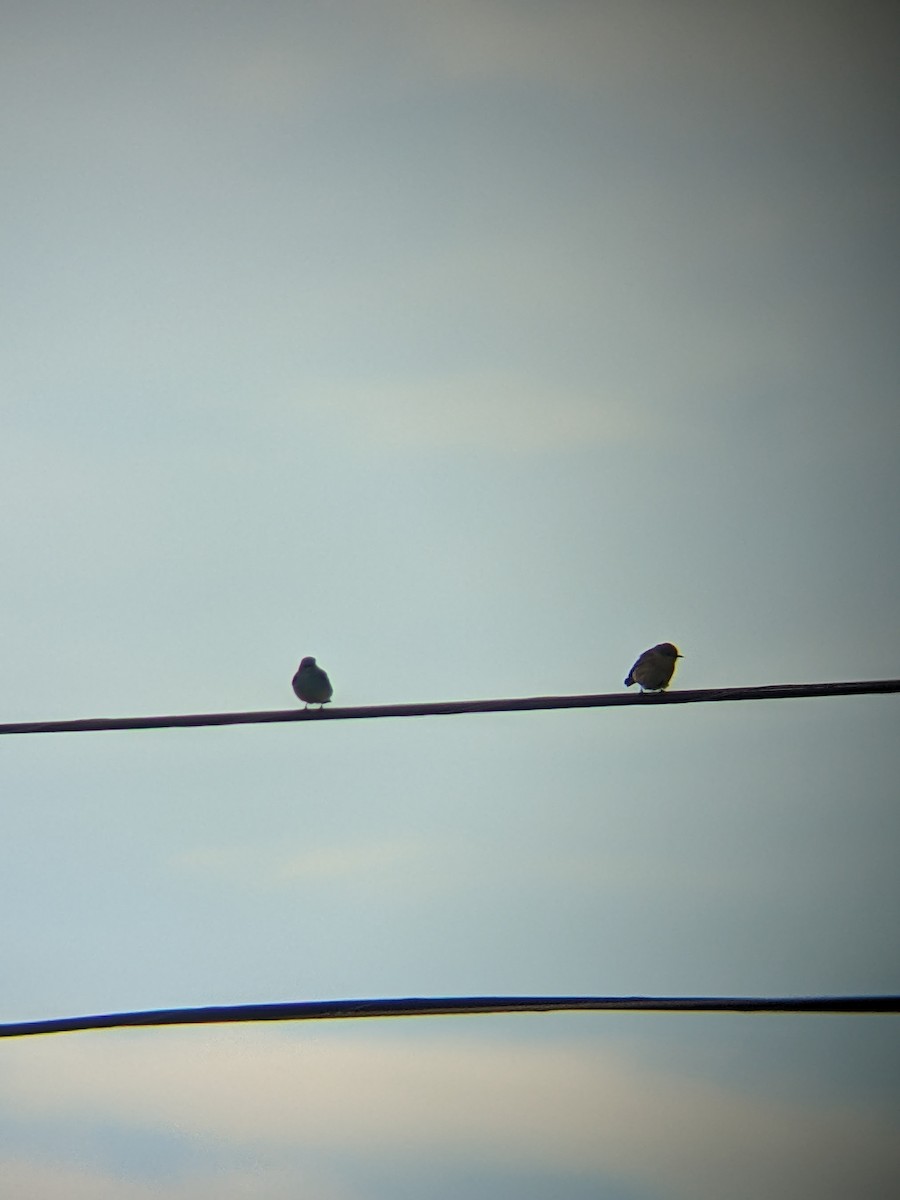 salašník horský - ML630473564