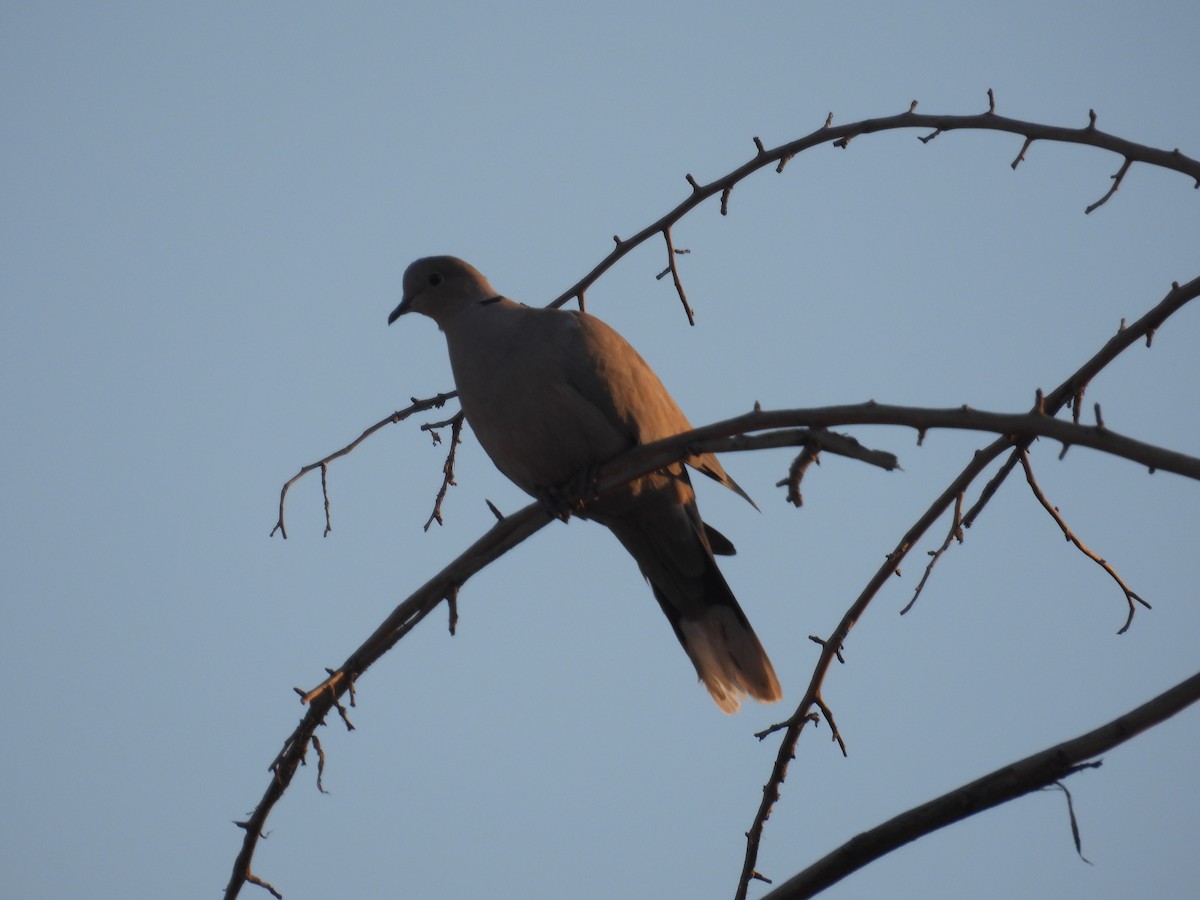 Eurasian Collared-Dove - ML630473631