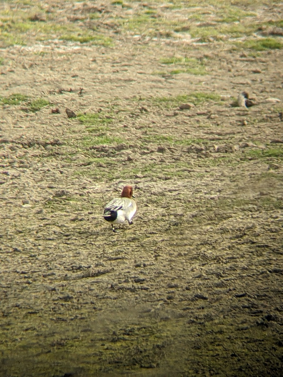 hvízdák eurasijský - ML630473656