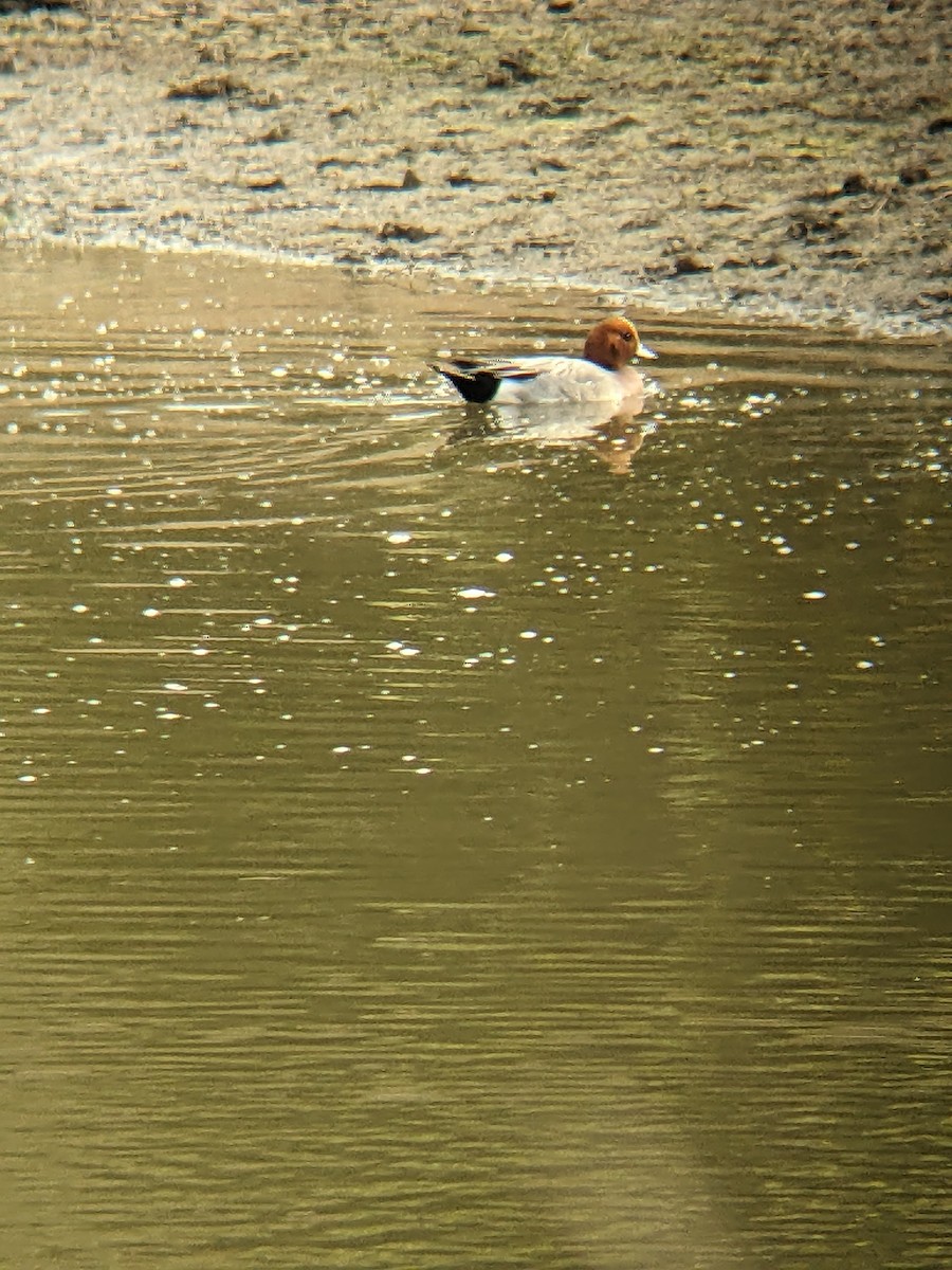 hvízdák eurasijský - ML630473662