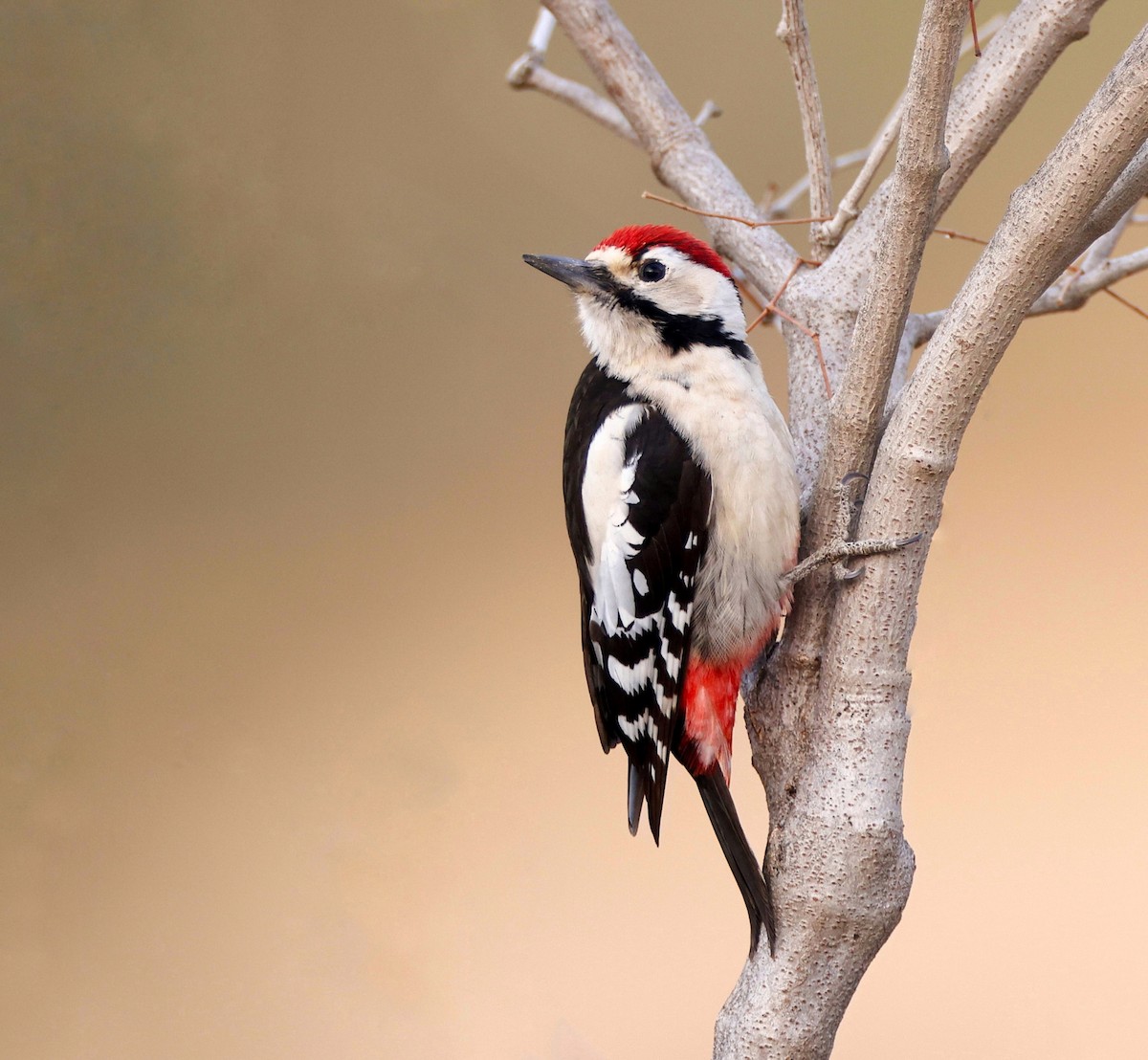Sind Woodpecker - ML630473899