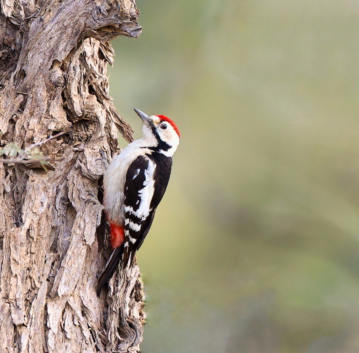 Sind Woodpecker - ML630473901