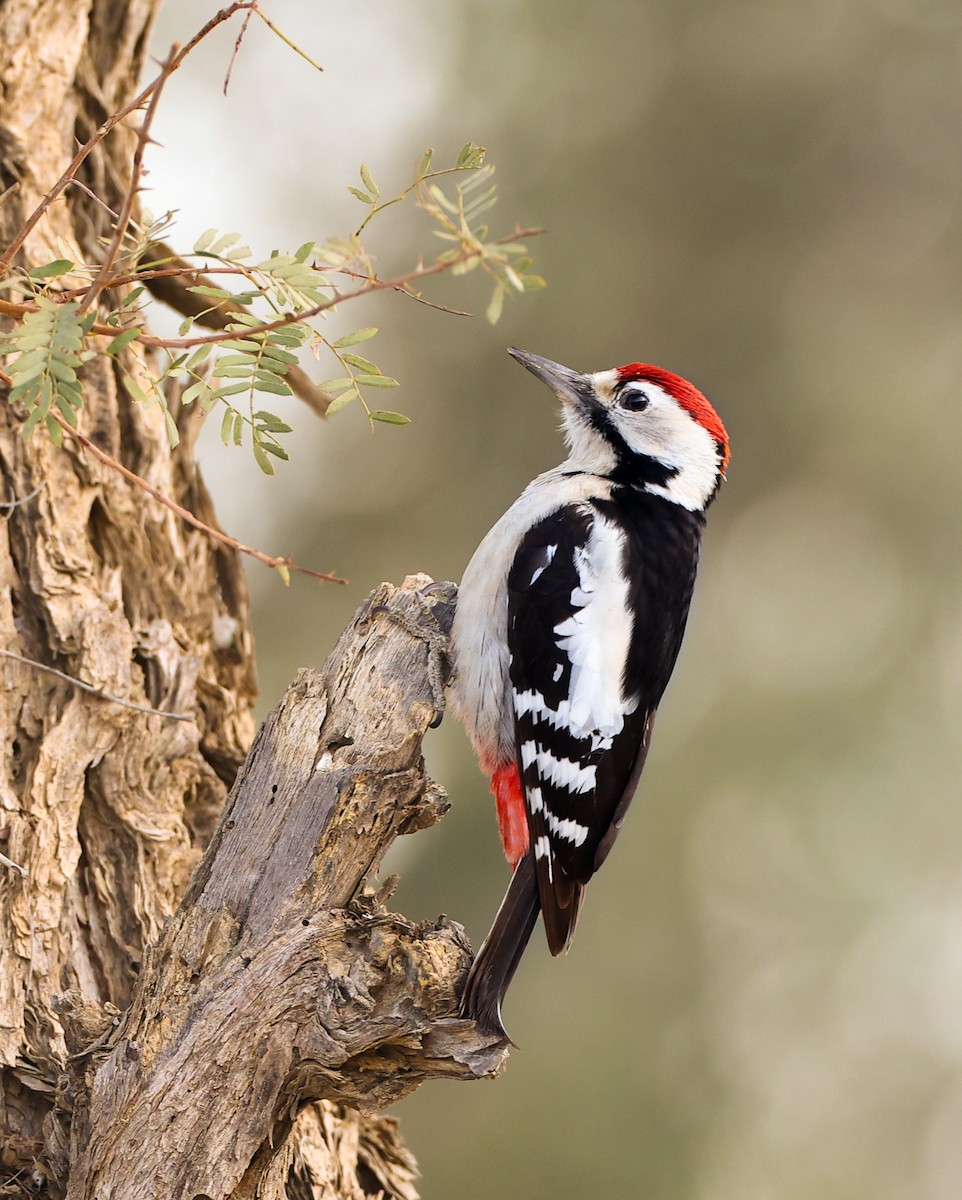 Sind Woodpecker - ML630473902