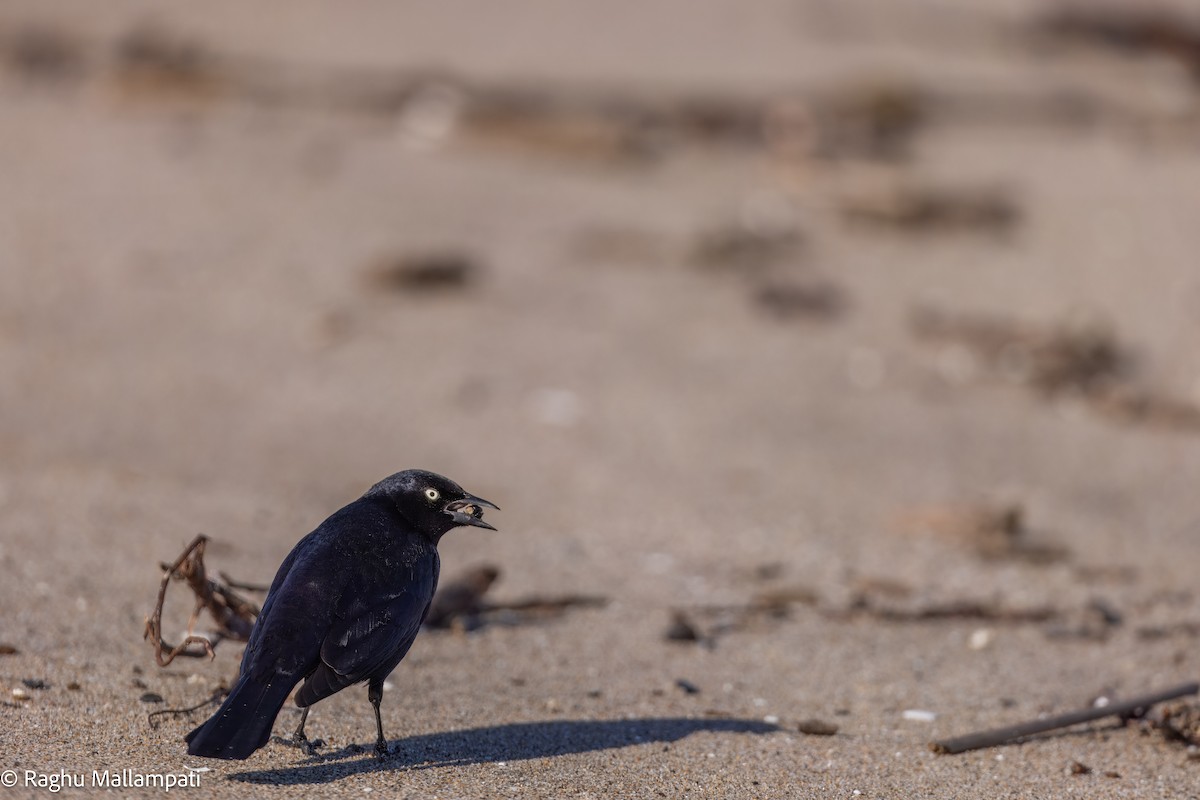 Brewer's Blackbird - ML630473903