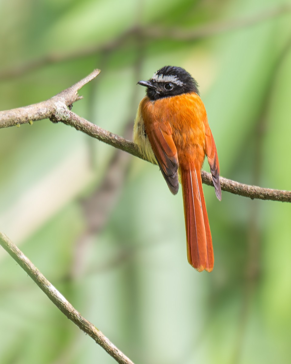 Black-and-cinnamon Fantail - ML630474001