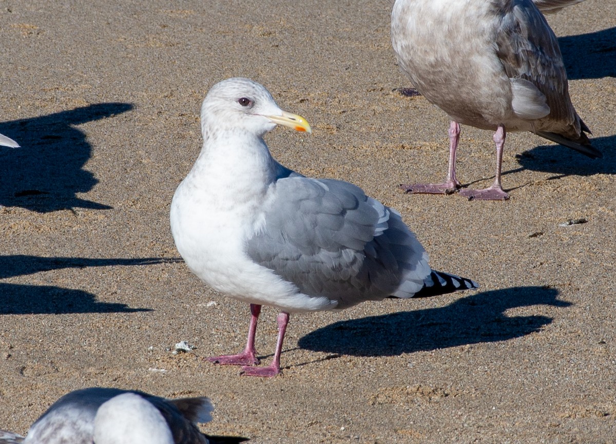 Iceland Gull (Thayer's) - ML630474079