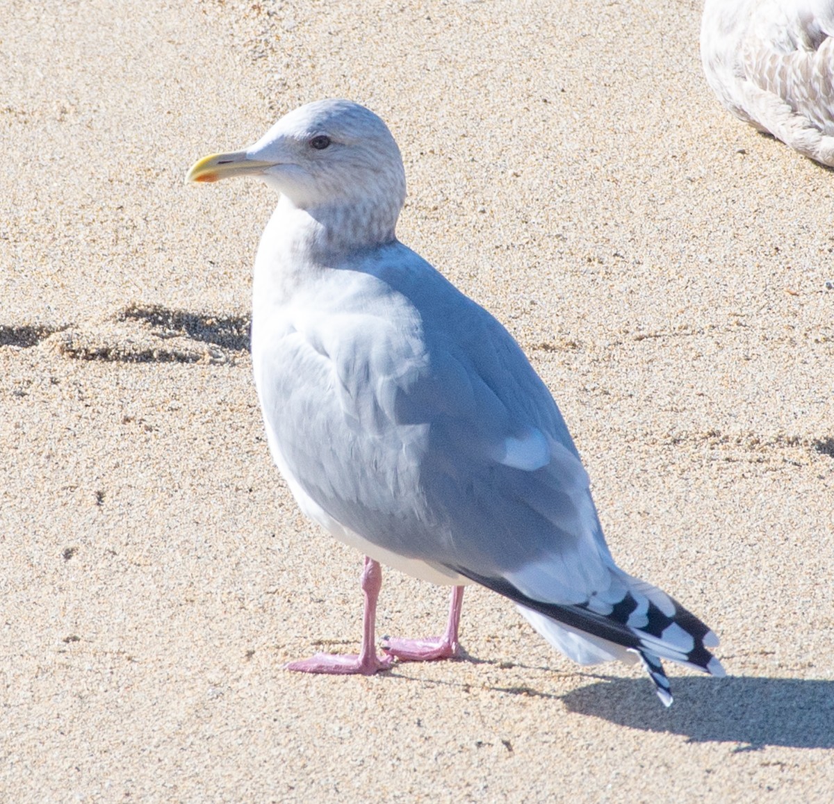 Iceland Gull (Thayer's) - ML630474141