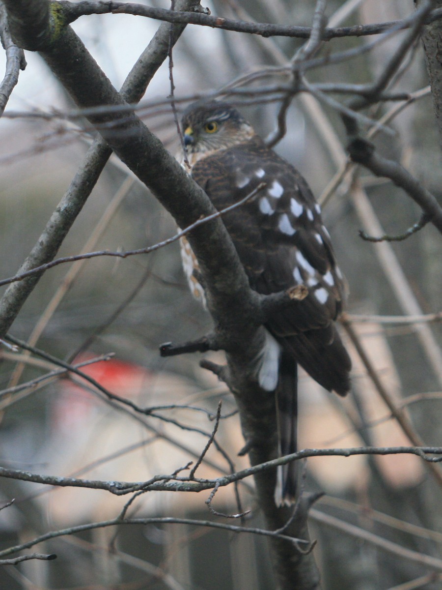 Sharp-shinned/Cooper's Hawk - ML630474209