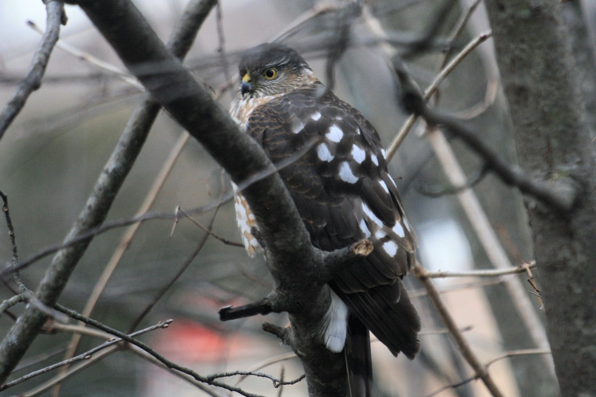 Sharp-shinned/Cooper's Hawk - ML630474210
