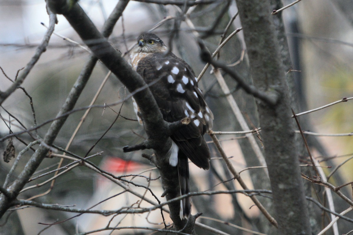 Sharp-shinned/Cooper's Hawk - ML630474211