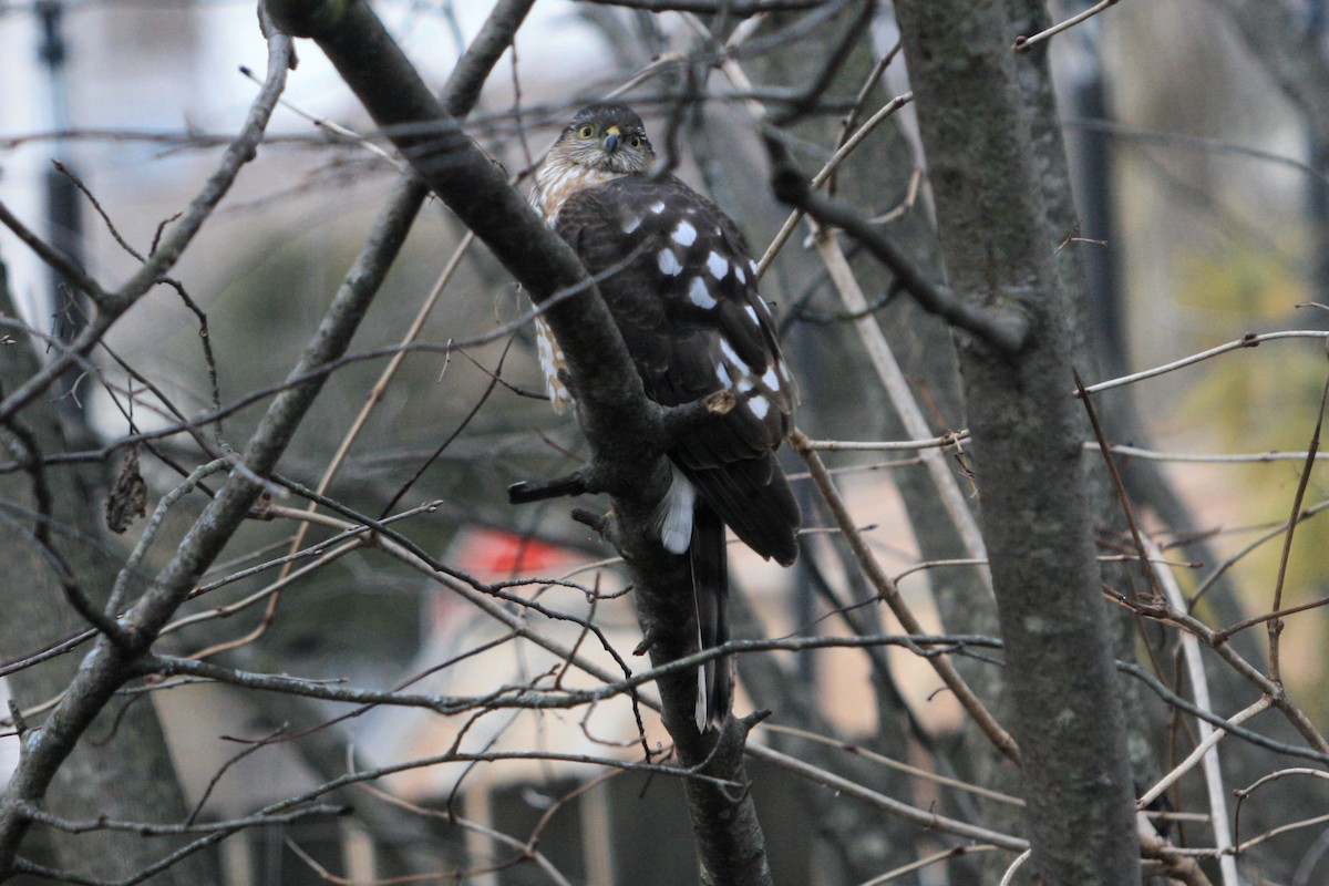 Sharp-shinned/Cooper's Hawk - ML630474212