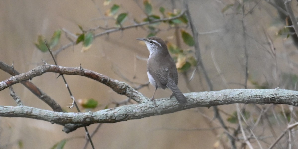 Bewick's Wren - ML630474351